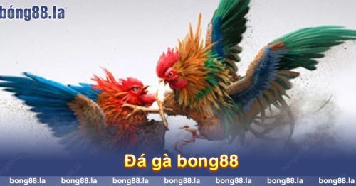 Đá gà bong88 – Sân chơi dành cho những kê thủ