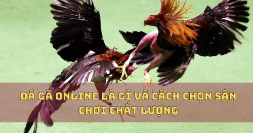 Đá Gà Online Là Gì Và Cách Chọn Sân Chơi Chất Lượng