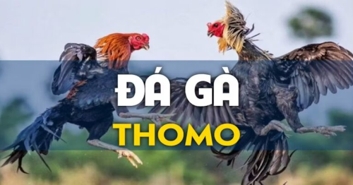 Đá Gà Thomo – Thông Tin Về Trường Gà Lớn Nhất Đông Nam Á