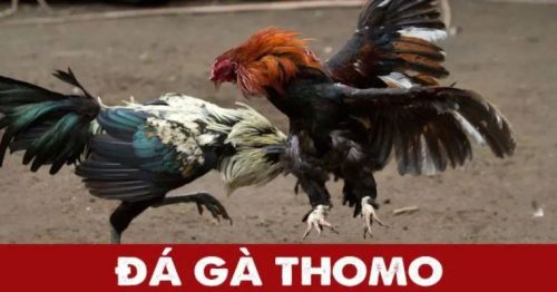 Đá Gà TA88 – Bùng Nổ Cùng Các Trận Đấu Kịch Tính, Khốc Liệt