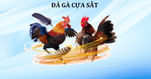 Đá Gà Cựa Sắt Hi88 – Đỉnh Cao Giải Trí Trong Từng Trận Đấu