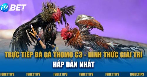 Trực Tiếp Đá Gà Thomo C3 – Hình Thức Giải Trí Hấp Dẫn Nhất