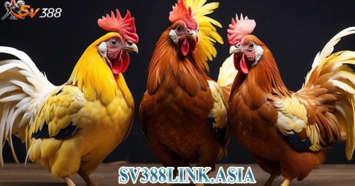 SV388 – SV388LINK.ASIA Đá Gà Thomo Online Uy Tín, Xanh Chín