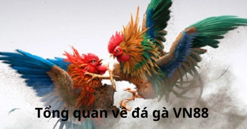 Đá Gà VN88 | Trải Nghiệm Đá Gà Độc Đáo Và Hấp Dẫn