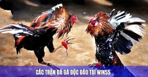 Win55 – Trang web đá gà trực tuyến hàng đầu tại Việt Nam