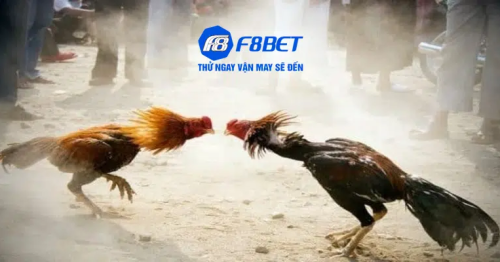 Đá gà F8BET – Sảnh cược đỉnh cao mà bạn nên thử