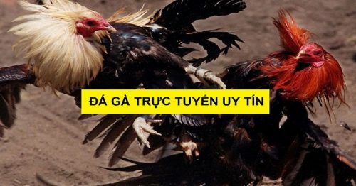 Tiêu Chí Đánh Giá Nhà Cái Đá Gà Uy Tín, Chất Lượng