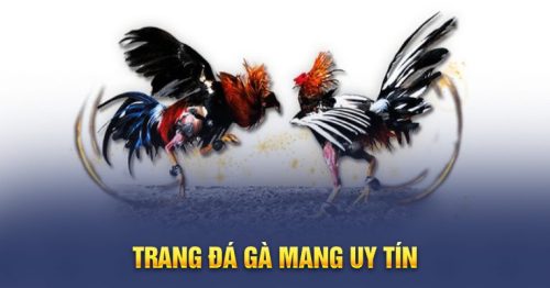 Trang Đá Gà Mạng Uy Tín Được Săn Đón Nhiều Nhất Hiện Nay