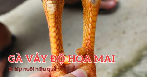 Gà Vảy Độ Hoa Mai: “Bách chiến bách thắng” hay chỉ là lời đồn?