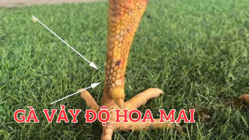 Vảy gà độ hoa mai - Nét đẹp độc đáo và ẩn chứa sức mạnh tiềm tàng