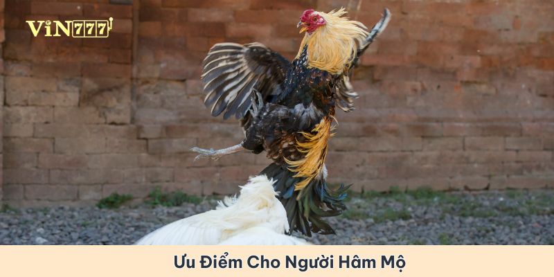 Đá gà trực tiếp mang lại nhiều ưu điểm cho người hâm mộ