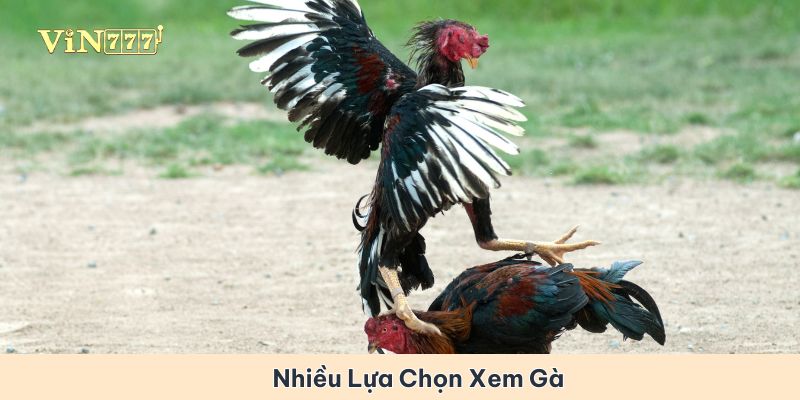 Người dùng hiện nay có nhiều lựa chọn khi xem chọi gà trên các nền tảng