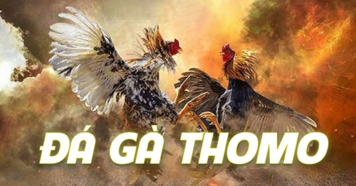 Đá gà thomo là gì? Luật chơi đá gà thomo mới nhất 2024