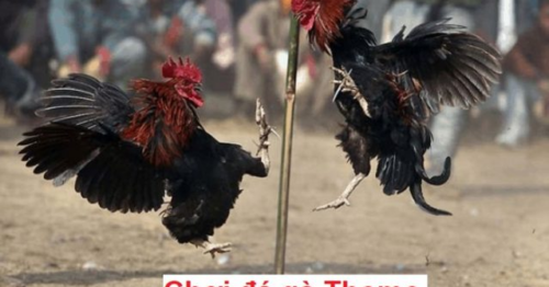 Đá gà thomo là gì? Luật chơi đá gà thomo chi tiết